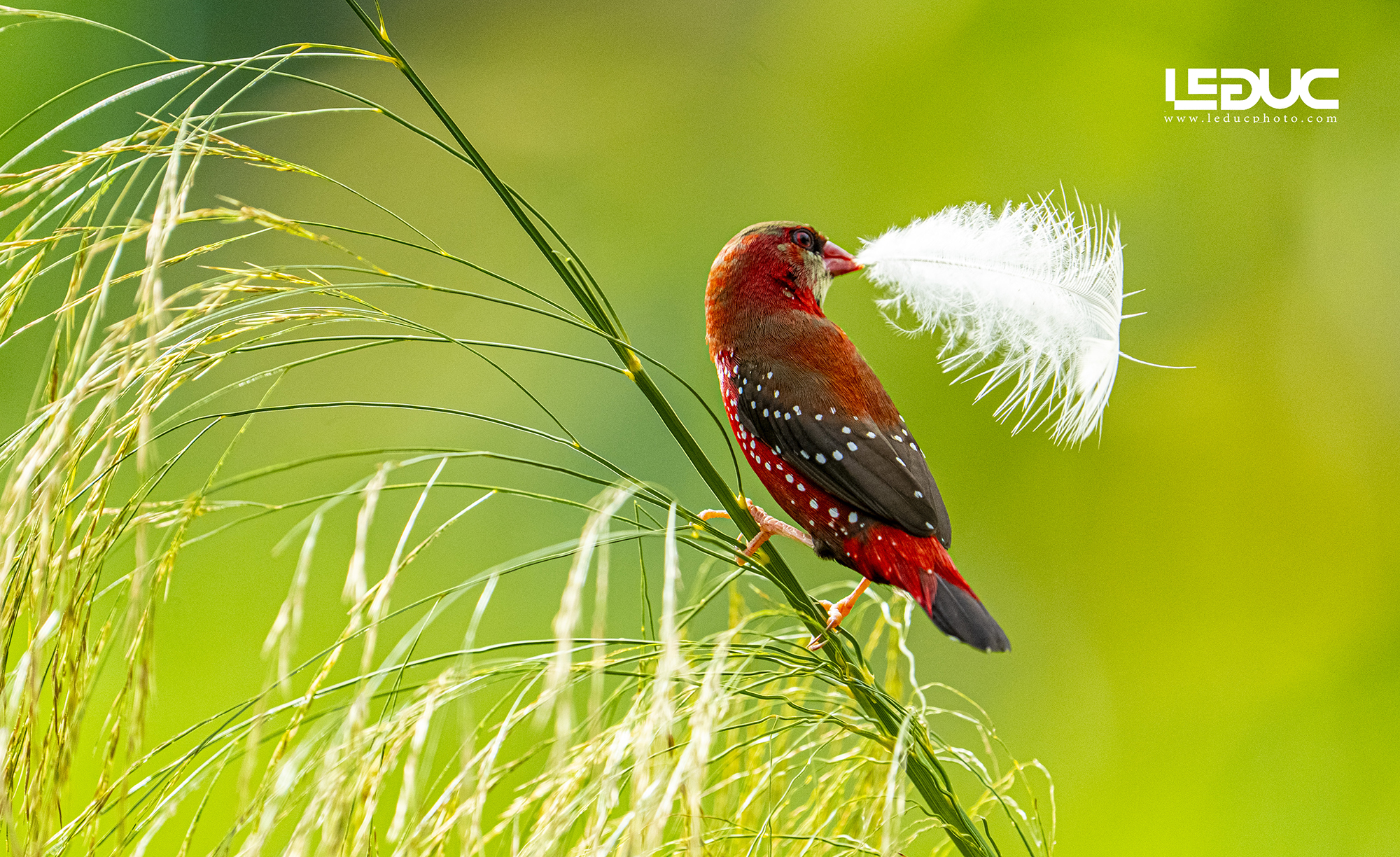 Chim di ( Mai Hoa) - Manh Manh Ta